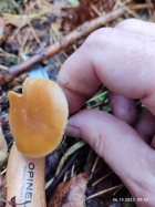 Галерина фото 1