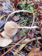 Галерина фото 5