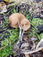 Галерина фото 9