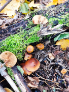 Галерина фото 10