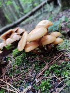 Опенок фото 1