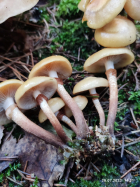 Опенок фото 2