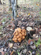 Опенок фото 3