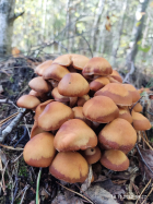 Опенок фото 4