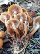 Опенок фото 5